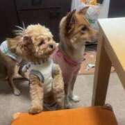 ヒメ日記 2025/05/12 22:46 投稿 ふうか【5/10デビュー】 Aroma de TOKYO 三河店（岡崎・豊田・安城）