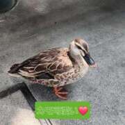 ヒメ日記 2025/09/05 10:44 投稿 よもぎ 熟女の風俗最終章 仙台店