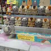 ヒメ日記 2026/07/13 17:02 投稿 ヒナタ ファーストレディー