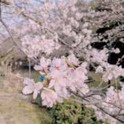 ヒメ日記 2026/04/04 12:00 投稿 成田みさお 五十路マダム 愛されたい熟女たち 高松店