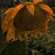 ヒメ日記 2025/07/31 17:33 投稿 れん あふたーすくーる本店