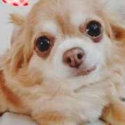 ヒメ日記 2025/05/17 20:30 投稿 朝日奈あい 五十路マダム 新潟店(カサブランカグループ)