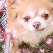 ヒメ日記 2025/05/21 20:28 投稿 朝日奈あい 五十路マダム 新潟店(カサブランカグループ)