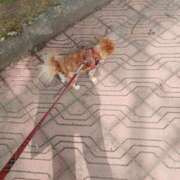 ヒメ日記 2025/08/07 10:42 投稿 朝日奈あい 五十路マダム 新潟店(カサブランカグループ)