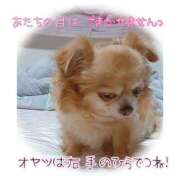 ヒメ日記 2025/09/21 19:44 投稿 朝日奈あい 五十路マダム 新潟店(カサブランカグループ)