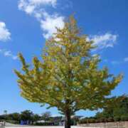 ヒメ日記 2025/10/07 21:56 投稿 朝日奈あい 五十路マダム 新潟店(カサブランカグループ)