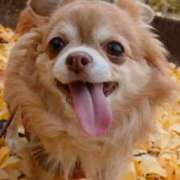 ヒメ日記 2025/11/13 16:56 投稿 朝日奈あい 五十路マダム 新潟店(カサブランカグループ)