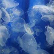 ヒメ日記 2025/09/12 12:49 投稿 黒崎ななみ 恋する妻たち