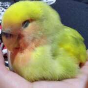 ヒメ日記 2025/07/29 13:35 投稿 いのり 激安ピーチ