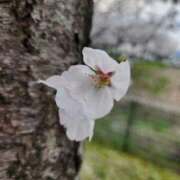 ヒメ日記 2026/01/05 16:09 投稿 いのり 激安ピーチ