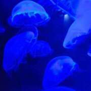 ヒメ日記 2026/01/06 23:03 投稿 いのり 激安ピーチ