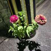 ヒメ日記 2026/01/06 23:49 投稿 いのり 激安ピーチ