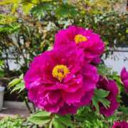 ヒメ日記 2026/01/08 17:49 投稿 いのり 激安ピーチ