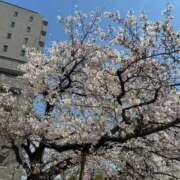 ヒメ日記 2026/04/06 11:06 投稿 あき 熟女総本店 日本橋ミナミエリア店