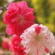 ヒメ日記 2026/04/10 22:26 投稿 あき 熟女総本店 日本橋ミナミエリア店