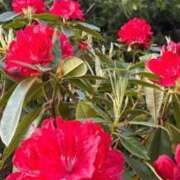 ヒメ日記 2026/04/17 19:06 投稿 あき 熟女総本店 日本橋ミナミエリア店