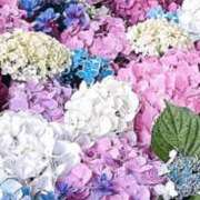 ヒメ日記 2026/04/18 11:56 投稿 あき 熟女総本店 日本橋ミナミエリア店