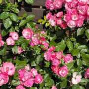 ヒメ日記 2026/04/28 00:16 投稿 あき 熟女総本店 日本橋ミナミエリア店