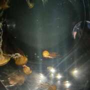 ヒメ日記 2025/10/10 20:10 投稿 唯羽(ユウ) グランドオペラ名古屋