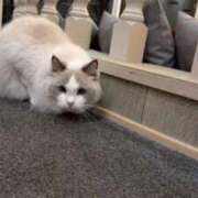 唯羽(ユウ) 最近の購入品🌸 グランドオペラ名古屋