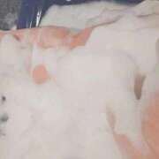 ヒメ日記 2025/12/09 00:43 投稿 ねま もみもみワンダーランド