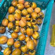 ヒメ日記 2025/10/25 13:00 投稿 冬月 梓 プルプルハウス