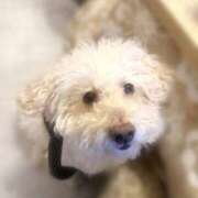 ヒメ日記 2025/12/27 00:19 投稿 もも あふたーすくーる本店