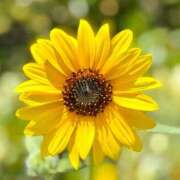 ヒメ日記 2025/07/12 09:18 投稿 倉敷 あゆ こあくまな熟女たち 本厚木店(KOAKUMAグループ)