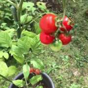 ヒメ日記 2025/09/02 14:20 投稿 橋本じゅり(はしもとじゅり) 鶯谷ナンバーワン