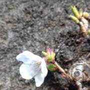 ヒメ日記 2026/03/20 09:20 投稿 橋本じゅり(はしもとじゅり) 鶯谷ナンバーワン