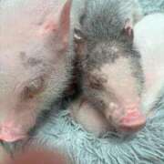 ヒメ日記 2025/11/16 20:20 投稿 ここあ 池袋マリン別館