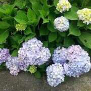 ヒメ日記 2025/06/19 08:05 投稿 まみ 素人ぶっかけ〇〇取手店