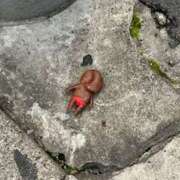 ヒメ日記 2025/06/09 18:05 投稿 あおい オトナのハンドメイド