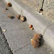 ヒメ日記 2025/10/08 21:41 投稿 あおい オトナのハンドメイド