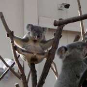 ヒメ日記 2026/03/15 00:15 投稿 あおい オトナのハンドメイド