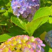 ヒメ日記 2025/06/21 15:46 投稿 永倉みく 川崎南町 素敵な奥様（川崎ハレ系）