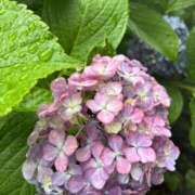 ヒメ日記 2025/06/27 03:11 投稿 永倉みく 川崎南町 素敵な奥様（川崎ハレ系）