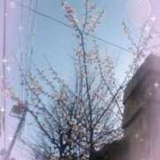 ヒメ日記 2026/03/02 15:56 投稿 さくら 完熟ばなな 上野店