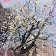 ヒメ日記 2026/03/29 12:36 投稿 さくら 完熟ばなな 上野店