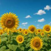 ヒメ日記 2025/08/03 17:56 投稿 かんな 東京人妻セレブリティ（ユメオト）