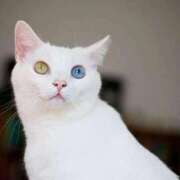 ヒメ日記 2025/10/12 14:52 投稿 そのみ 吉祥寺おかあさん