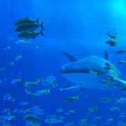 ヒメ日記 2025/06/26 15:27 投稿 沙苗(さなえ) 札幌人妻マドンナ