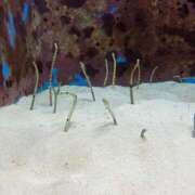 ヒメ日記 2025/07/12 19:00 投稿 沙苗(さなえ) 札幌人妻マドンナ