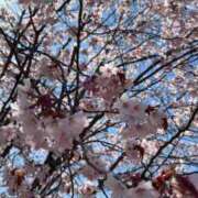 ヒメ日記 2026/04/25 11:48 投稿 沙苗(さなえ) 札幌人妻マドンナ