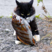 ねね 今日18時までで今月最後❣️ イエローキャブ