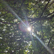 ねね 良き天気 イエローキャブ