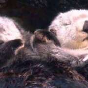 ヒメ日記 2025/09/10 22:42 投稿 かおり りんくう泉佐野ちゃんこ