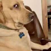 ヒメ日記 2026/03/13 08:22 投稿 かおり りんくう泉佐野ちゃんこ