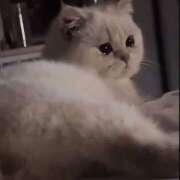 ヒメ日記 2026/03/16 00:44 投稿 かおり りんくう泉佐野ちゃんこ