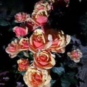 ヒメ日記 2025/06/02 16:15 投稿 レモン Club Hearts